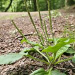 Подорожник большой — лист (Plantago major)