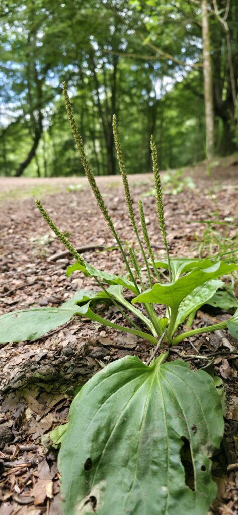 Подорожник большой — лист (Plantago major)
