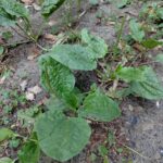 Подорожник большой — общий вид (Plantago major)