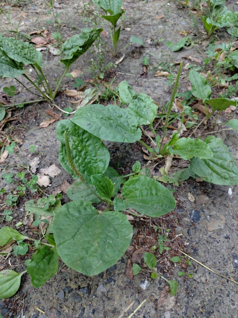 Подорожник большой — общий вид (Plantago major)
