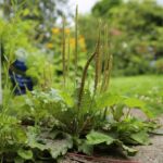 Подорожник большой — общий вид (Plantago major)