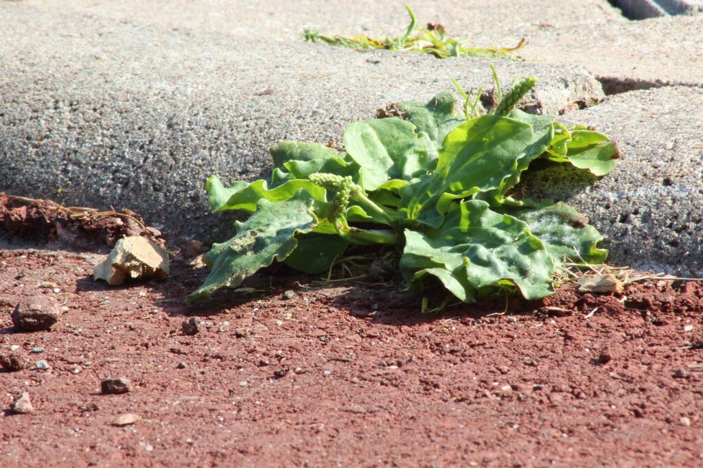 Подорожник большой — общий вид (Plantago major)