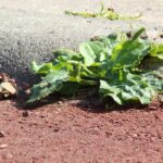 Подорожник большой — общий вид (Plantago major)