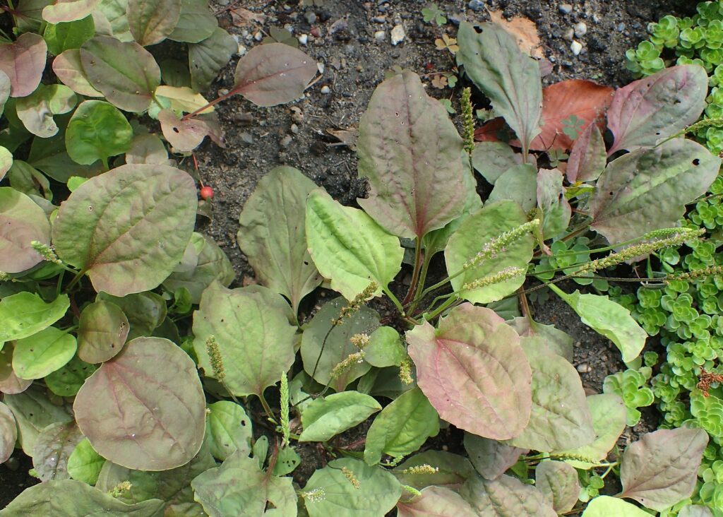 Подорожник большой — общий вид (Plantago major)