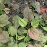 Подорожник большой — общий вид (Plantago major)