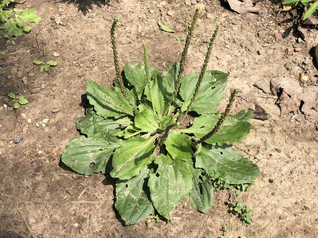 Подорожник большой — лист (Plantago major)