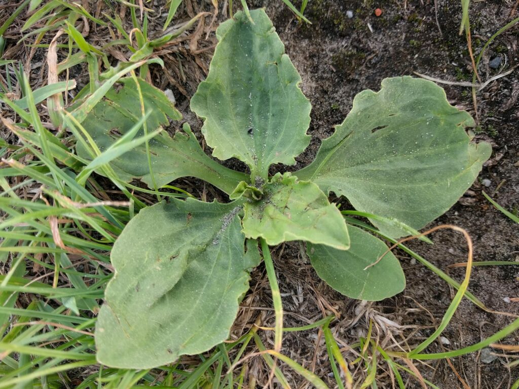 Подорожник большой — общий вид (Plantago major)