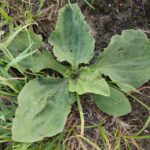 Подорожник большой — общий вид (Plantago major)