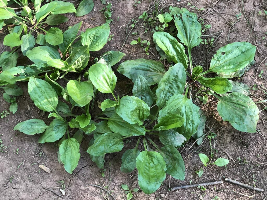 Подорожник большой — лист (Plantago major)