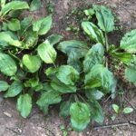 Подорожник большой — лист (Plantago major)