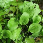 Подорожник большой — цветки (Plantago major)