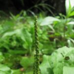 Подорожник большой — цветки (Plantago major)