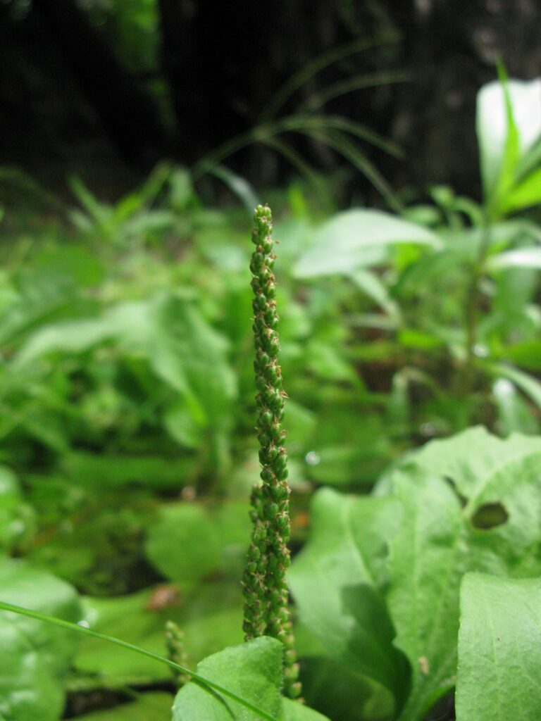 Подорожник большой — цветки (Plantago major)