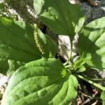 Подорожник большой (Plantago major)