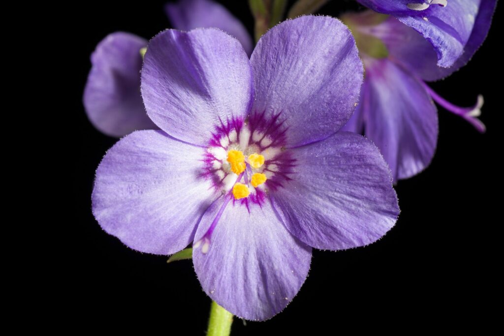 Синюха голубая — общий вид (Polemonium caeruleum)