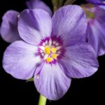 Синюха голубая — общий вид (Polemonium caeruleum)