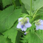 Синюха голубая — цветки (Polemonium caeruleum)