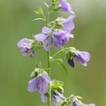 Синюха голубая — плоды (Polemonium caeruleum)
