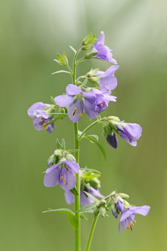 Синюха голубая — плоды (Polemonium caeruleum)