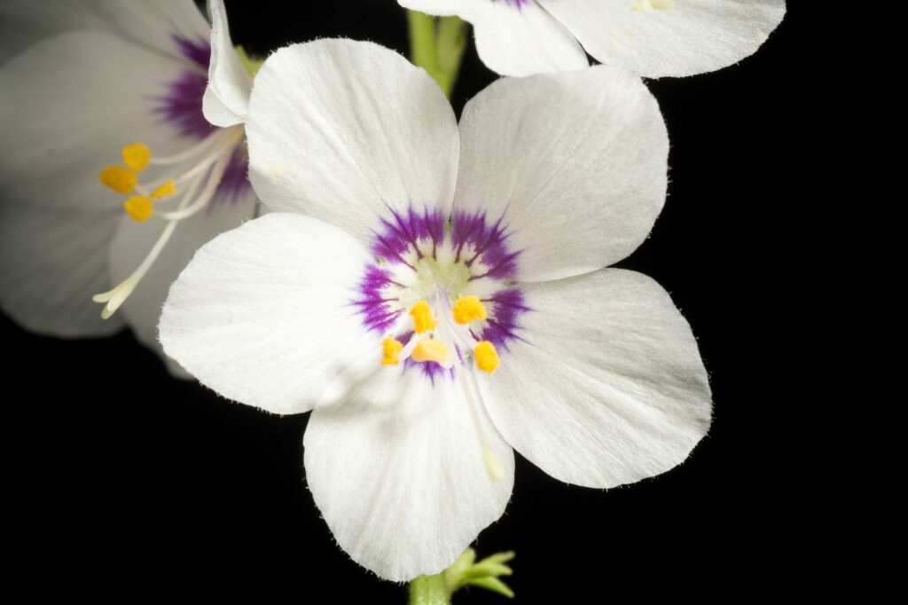 Синюха голубая — общий вид (Polemonium caeruleum)