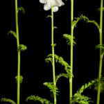 Синюха голубая — общий вид (Polemonium caeruleum)