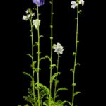Синюха голубая — общий вид (Polemonium caeruleum)