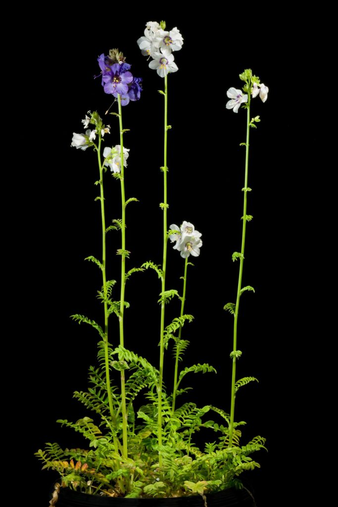 Синюха голубая — общий вид (Polemonium caeruleum)