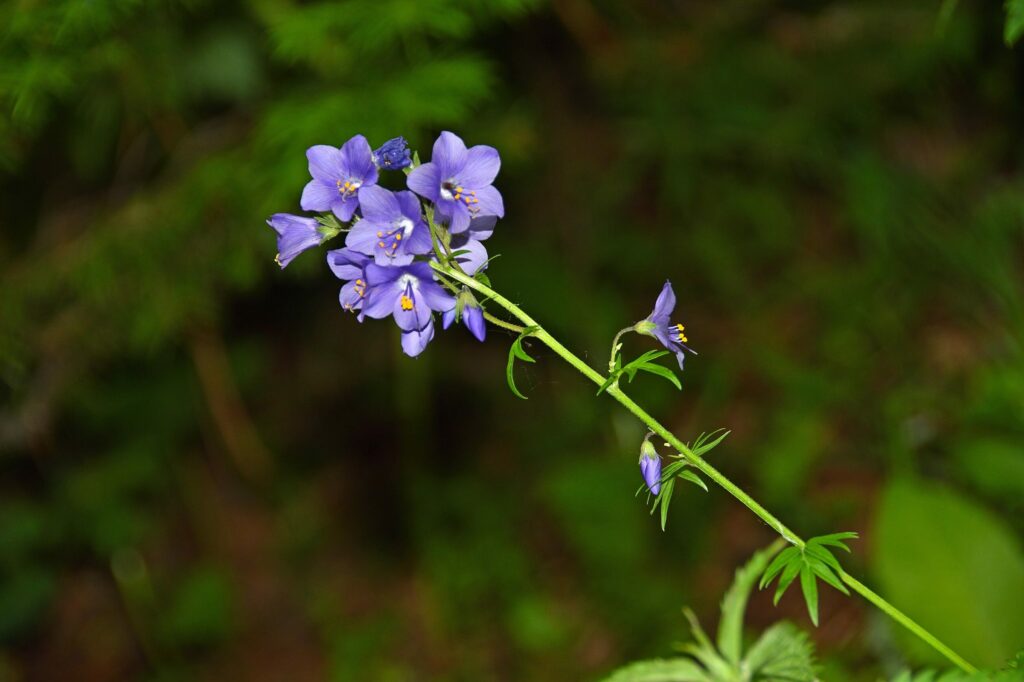 Синюха голубая — общий вид (Polemonium caeruleum)