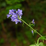 Синюха голубая — общий вид (Polemonium caeruleum)