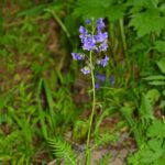Синюха голубая — общий вид (Polemonium caeruleum)
