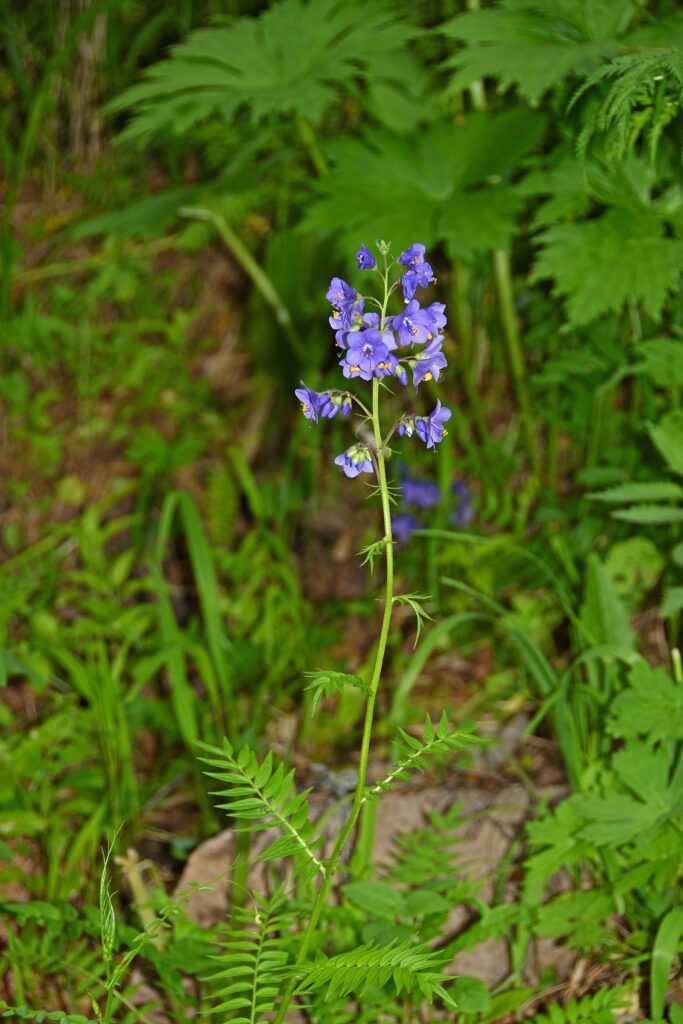 Синюха голубая — общий вид (Polemonium caeruleum)