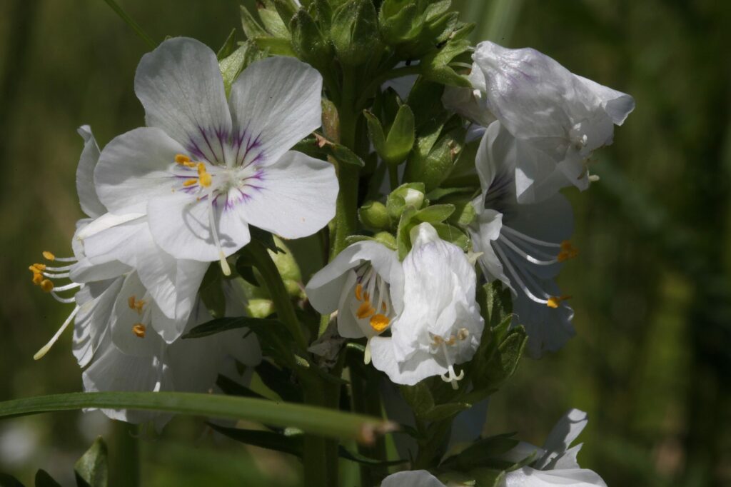 Синюха голубая — общий вид (Polemonium caeruleum)