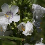 Синюха голубая — общий вид (Polemonium caeruleum)