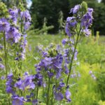 Синюха голубая — общий вид (Polemonium caeruleum)