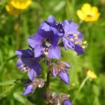 Синюха голубая (Polemonium caeruleum)