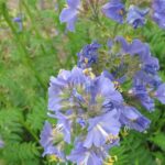 Синюха голубая (Polemonium caeruleum)