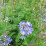 Синюха голубая (Polemonium caeruleum)
