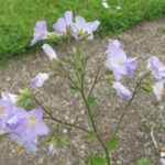 Синюха голубая (Polemonium caeruleum)