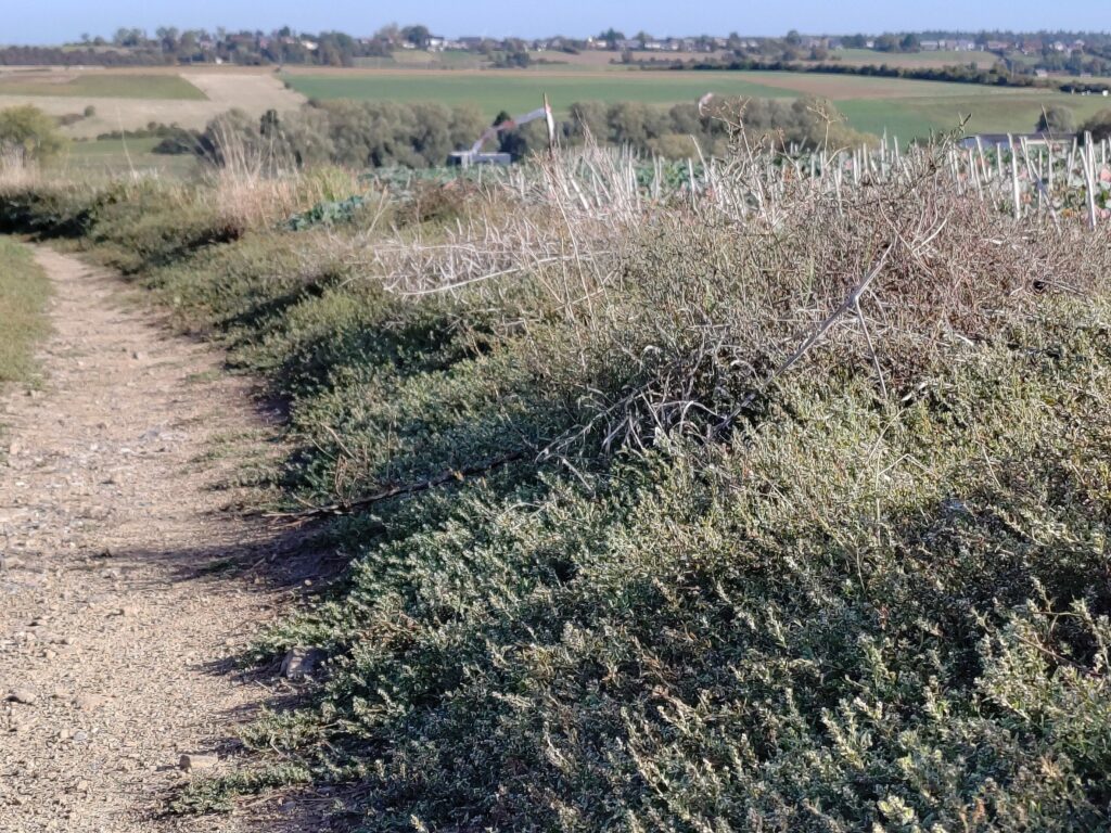 Спорыш — общий вид (Polygonum aviculare)