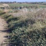 Спорыш — общий вид (Polygonum aviculare)