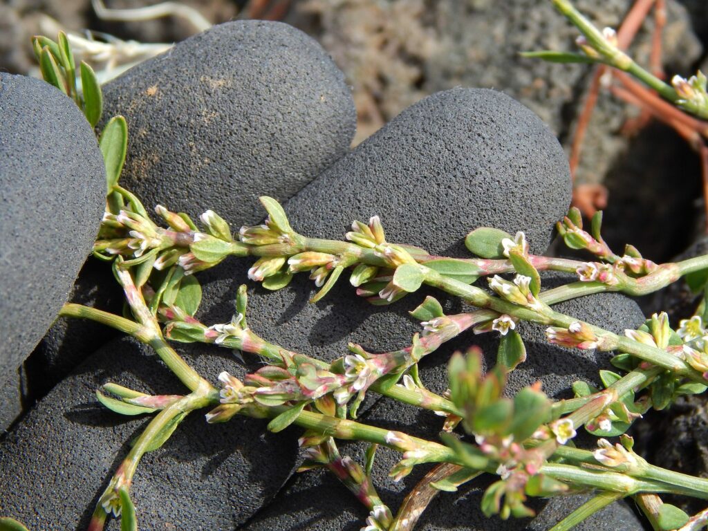 Спорыш — цветки (Polygonum aviculare)