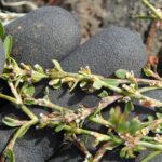 Спорыш — цветки (Polygonum aviculare)