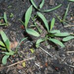 Спорыш — плоды (Polygonum aviculare)