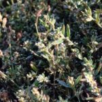 Спорыш — общий вид (Polygonum aviculare)