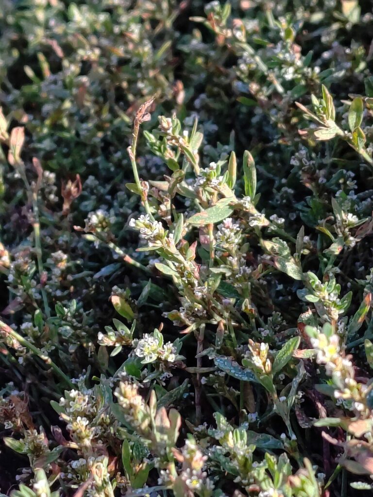 Спорыш — общий вид (Polygonum aviculare)