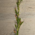 Спорыш — общий вид (Polygonum aviculare)