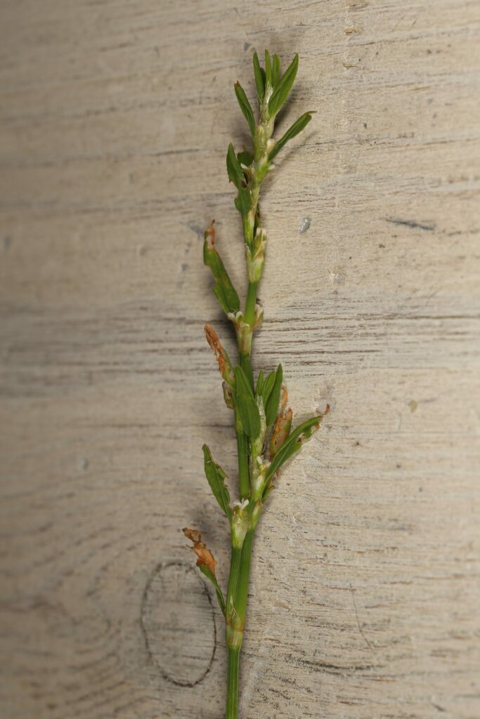 Спорыш — общий вид (Polygonum aviculare)