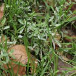 Спорыш — общий вид (Polygonum aviculare)