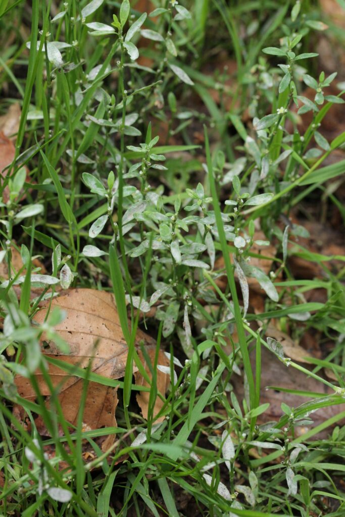 Спорыш — общий вид (Polygonum aviculare)