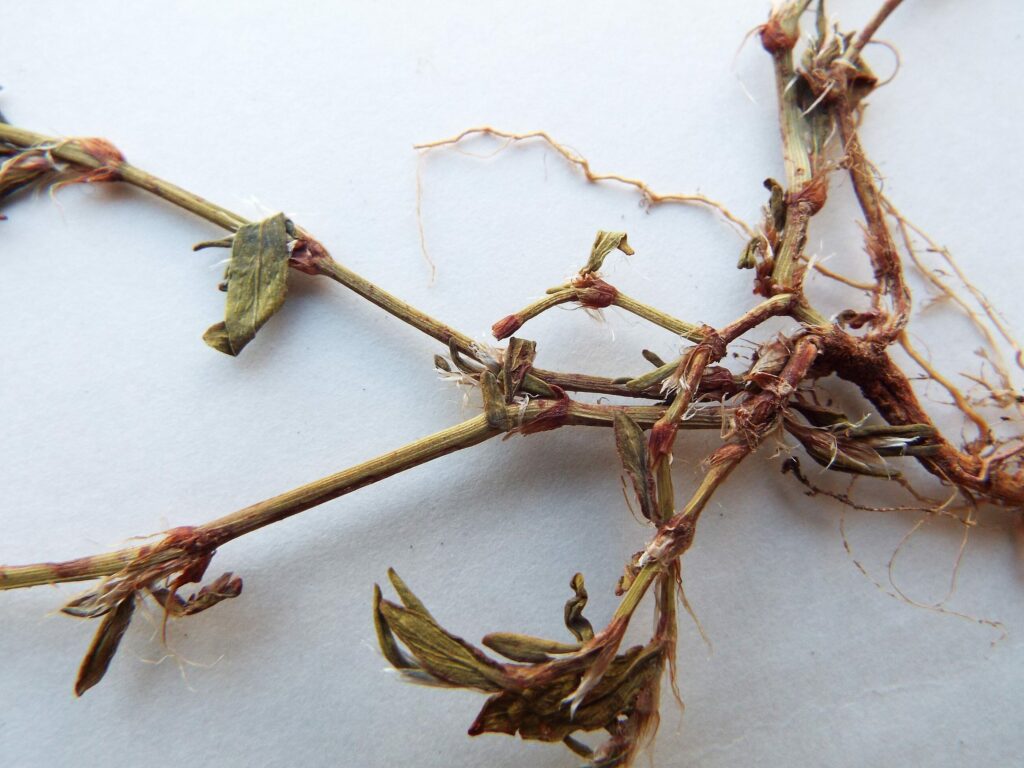 Спорыш — общий вид (Polygonum aviculare)